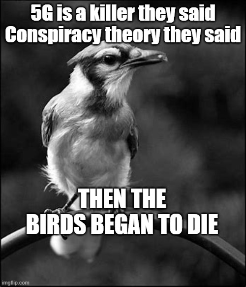 Conspiracy Theory They Said | 5G is a killer they said
Conspiracy theory they said; THEN THE BIRDS BEGAN TO DIE | image tagged in 5g,dead birds,conspiracy theory,politics,corporate greed | made w/ Imgflip meme maker