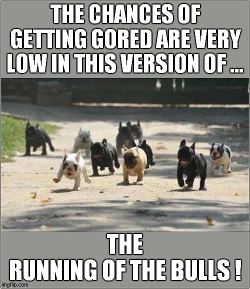 This Isn't Pamplona ! | THE CHANCES OF GETTING GORED ARE VERY LOW IN THIS VERSION OF ... THE
RUNNING OF THE BULLS ! | image tagged in bulldogs,pamplona,the running of the bulls,visual pun | made w/ Imgflip meme maker