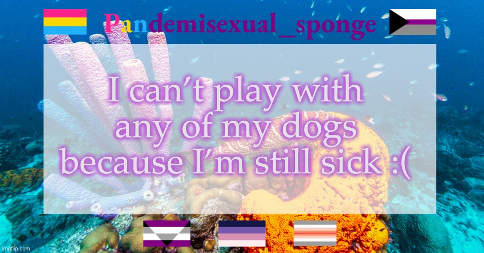 If I’m still sick tomorrow my dad’s taking me to the hospital | I can’t play with any of my dogs because I’m still sick :( | image tagged in pandemisexual_sponge temp,demisexual_sponge | made w/ Imgflip meme maker