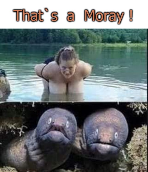That`s a Moray ! | That`s  a  Moray ! | image tagged in bad joke eel | made w/ Imgflip meme maker