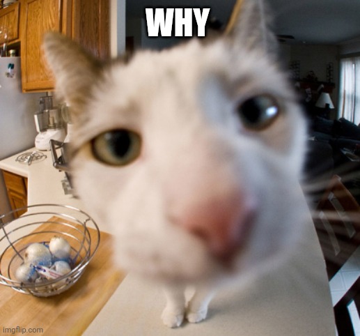 cat close to camera | WHY | image tagged in cat close to camera | made w/ Imgflip meme maker