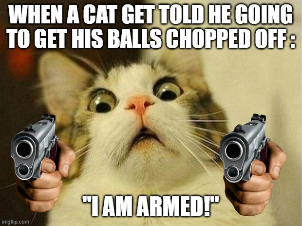 Scared Cat | WHEN A CAT GET TOLD HE GOING TO GET HIS BALLS CHOPPED OFF :; "I AM ARMED!" | image tagged in memes,scared cat | made w/ Imgflip meme maker