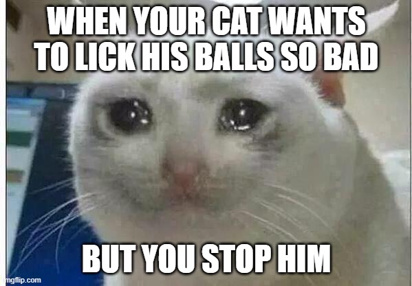 crying cat | WHEN YOUR CAT WANTS TO LICK HIS BALLS SO BAD; BUT YOU STOP HIM | image tagged in crying cat | made w/ Imgflip meme maker