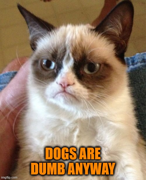 Grumpy Cat Meme | DOGS ARE DUMB ANYWAY | image tagged in memes,grumpy cat | made w/ Imgflip meme maker