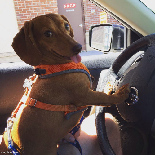 Wiener Dog in Car | image tagged in wiener dog in car | made w/ Imgflip meme maker