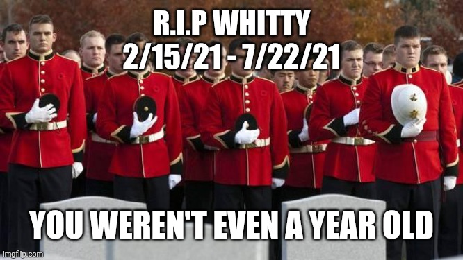 R.I.P WHITTY
2/15/21 - 7/22/21 YOU WEREN'T EVEN A YEAR OLD | image tagged in moment of silence | made w/ Imgflip meme maker