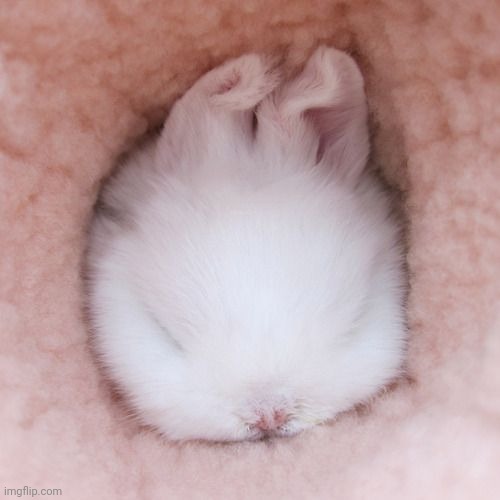 SNUGGLE BUN | image tagged in bunny,rabbit,bunnies | made w/ Imgflip meme maker