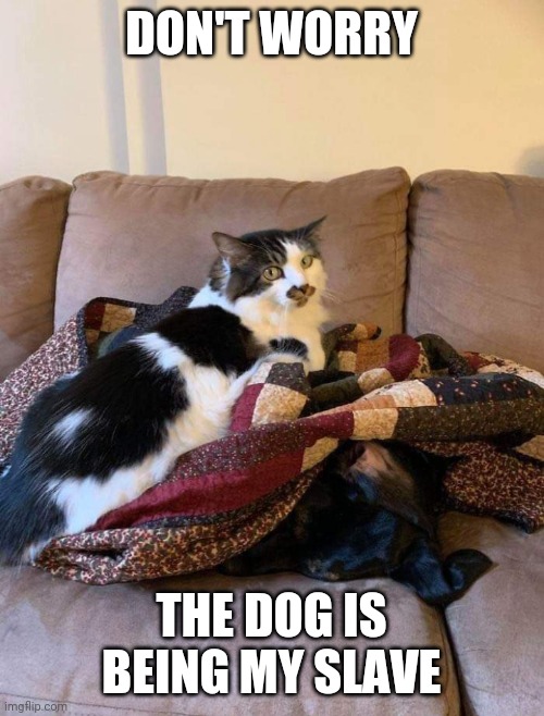 HE'LL LIVE | DON'T WORRY; THE DOG IS BEING MY SLAVE | image tagged in cats,funny cats,dog | made w/ Imgflip meme maker