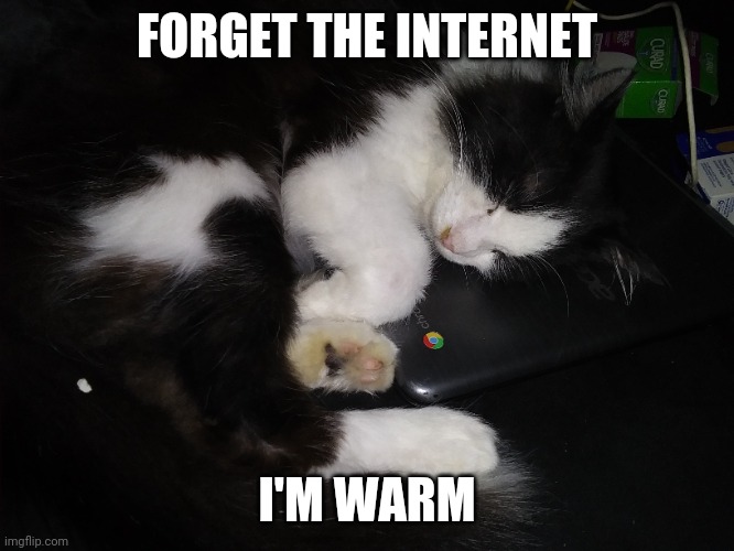 KITTY LOVES LAPTOPS | FORGET THE INTERNET; I'M WARM | image tagged in cats,funny cats | made w/ Imgflip meme maker