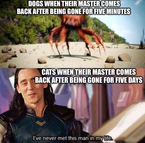 It's true tho | DOGS WHEN THEIR MASTER COMES BACK AFTER BEING GONE FOR FIVE MINUTES; CATS WHEN THEIR MASTER COMES BACK AFTER BEING GONE FOR FIVE DAYS | image tagged in i have never met this man in my life,loki,crab rave,cats,dogs | made w/ Imgflip meme maker