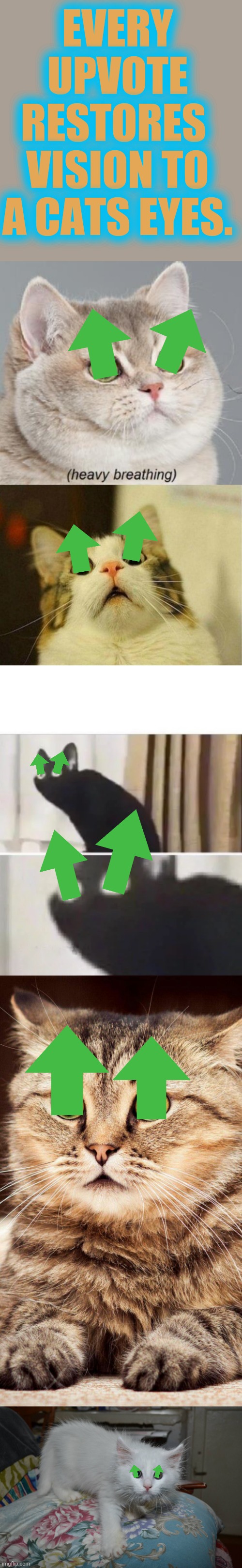 Let's see if we can place all 12 upvotes where they belong in box below meme | EVERY UPVOTE RESTORES 
VISION TO A CATS EYES. | image tagged in memes,heavy breathing cat,scared cat,oh no black cat,shocked cat,frightened cat | made w/ Imgflip meme maker
