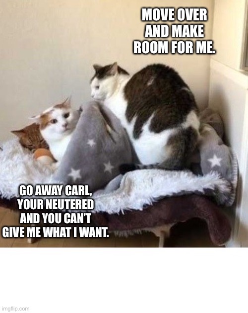 cat just wants to sleep | MOVE OVER AND MAKE ROOM FOR ME. GO AWAY CARL, YOUR NEUTERED AND YOU CAN’T GIVE ME WHAT I WANT. | image tagged in cat just wants to sleep | made w/ Imgflip meme maker