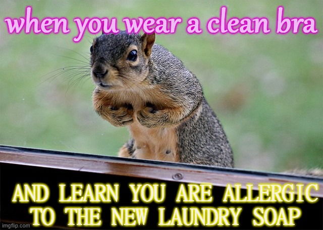 Soap Rash | when you wear a clean bra; AND LEARN YOU ARE ALLERGIC TO THE NEW LAUNDRY SOAP | image tagged in needy squirrel,itchy chest | made w/ Imgflip meme maker