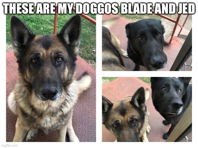Jeds the one on the left and blades the one on the right | THESE ARE MY DOGGOS BLADE AND JED | image tagged in dogs | made w/ Imgflip meme maker