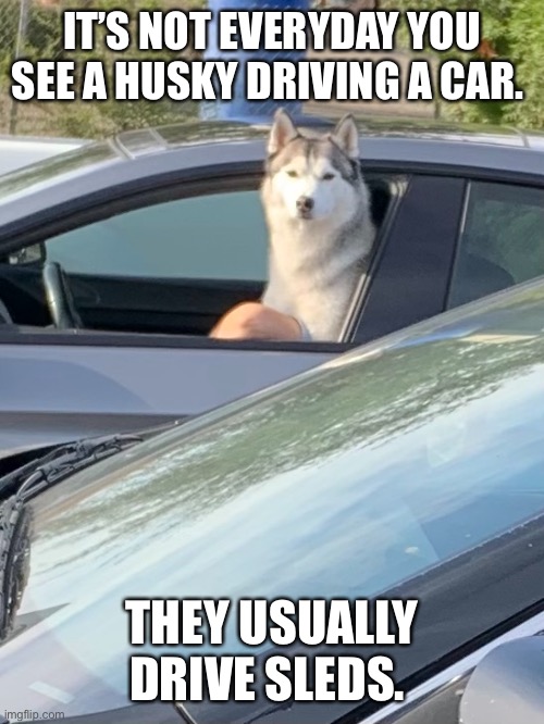 Dog driving car | IT’S NOT EVERYDAY YOU SEE A HUSKY DRIVING A CAR. THEY USUALLY DRIVE SLEDS. | image tagged in funny | made w/ Imgflip meme maker
