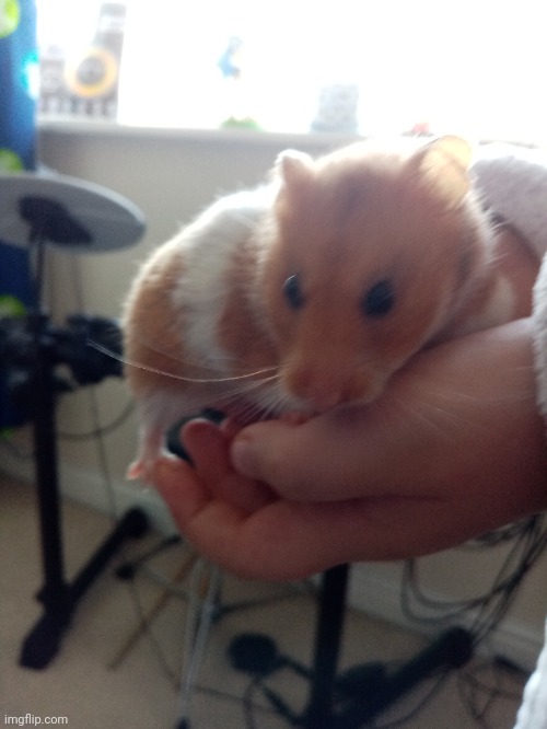 Say hello to our little daredevil, Rhino! | image tagged in cute hamster | made w/ Imgflip meme maker