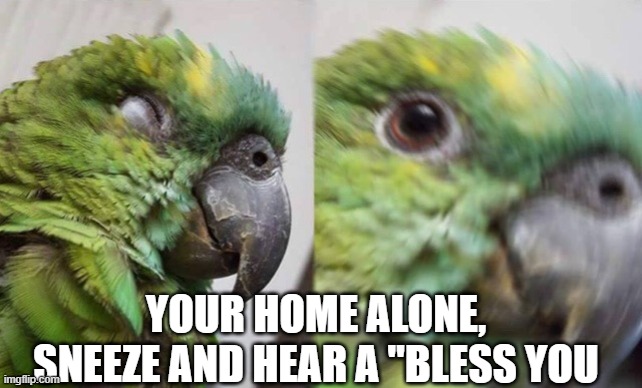 Birb Awaken | YOUR HOME ALONE, SNEEZE AND HEAR A "BLESS YOU | image tagged in birb awaken | made w/ Imgflip meme maker
