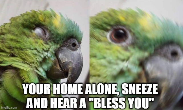 Birb Awaken | YOUR HOME ALONE, SNEEZE AND HEAR A "BLESS YOU" | image tagged in birb awaken | made w/ Imgflip meme maker
