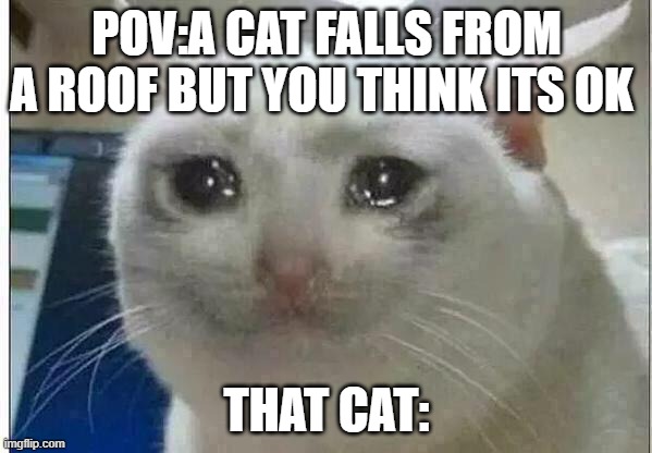 cat from a doger... | POV:A CAT FALLS FROM A ROOF BUT YOU THINK ITS OK; THAT CAT: | image tagged in crying cat | made w/ Imgflip meme maker