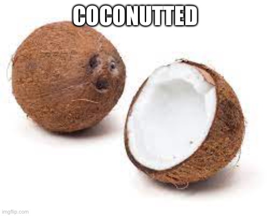 YOU JUST GOT COCONUT MALLED | COCONUTTED | image tagged in you just got coconut malled | made w/ Imgflip meme maker