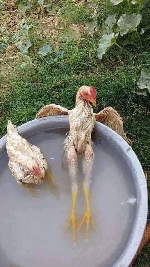 Hot tubbing chicken Blank Meme Template