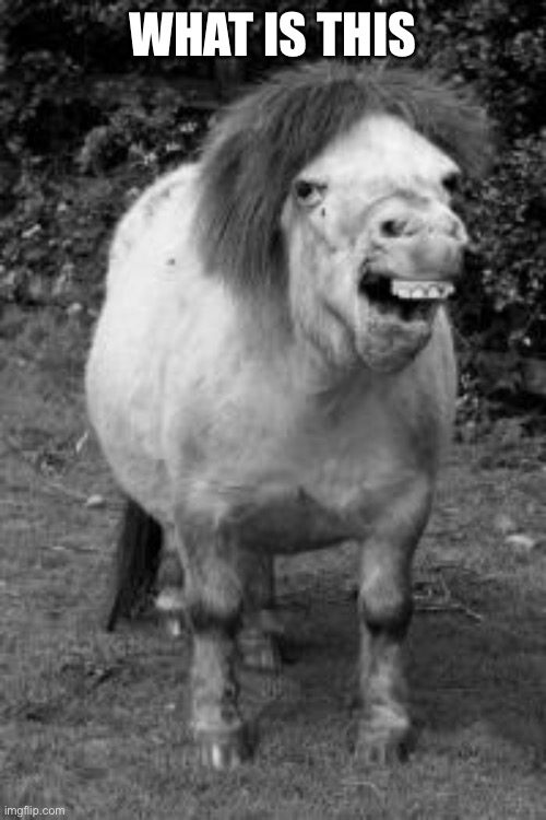 ugly horse | WHAT IS THIS | image tagged in ugly horse | made w/ Imgflip meme maker