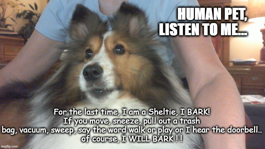 Shelties Bark |  HUMAN PET,
LISTEN TO ME... For the last time, I am a Sheltie, I BARK!
If you move, sneeze, pull out a trash bag, vacuum, sweep, say the word walk or play or I hear the doorbell..
of course, I WILL BARK ! ! | image tagged in sheltie meme,barking,human pet | made w/ Imgflip meme maker