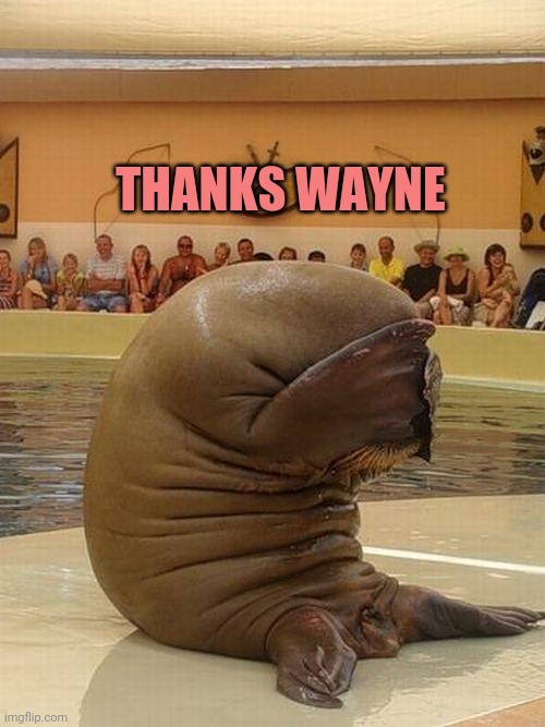 Guilty Walrus | THANKS WAYNE | image tagged in guilty walrus | made w/ Imgflip meme maker