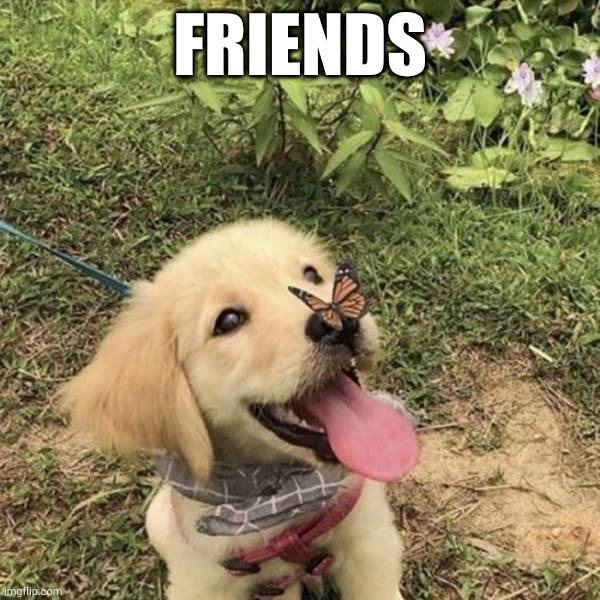 FRIENDS | image tagged in doggo | made w/ Imgflip meme maker
