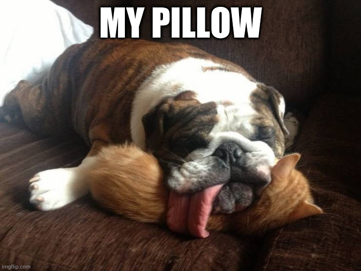 MY PILLOW | image tagged in doggo | made w/ Imgflip meme maker