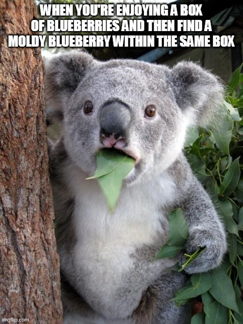 Surprised Koala |  WHEN YOU'RE ENJOYING A BOX OF BLUEBERRIES AND THEN FIND A MOLDY BLUEBERRY WITHIN THE SAME BOX | image tagged in memes,surprised koala,blueberry,fruits,yuck,relateable | made w/ Imgflip meme maker