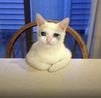 Crying Sad Cat Sitting In The Chair Blank Meme Template