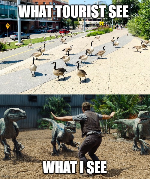 Canada Goose | WHAT TOURIST SEE; WHAT I SEE | image tagged in chris pratt raptors | made w/ Imgflip meme maker