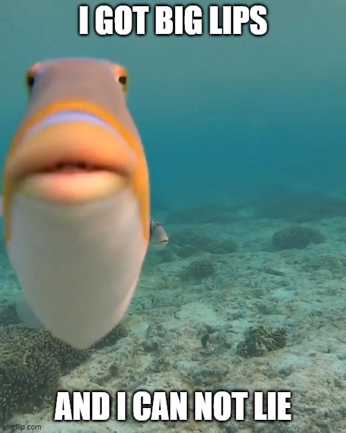 Big lips | I GOT BIG LIPS; AND I CAN NOT LIE | image tagged in staring fish meme | made w/ Imgflip meme maker