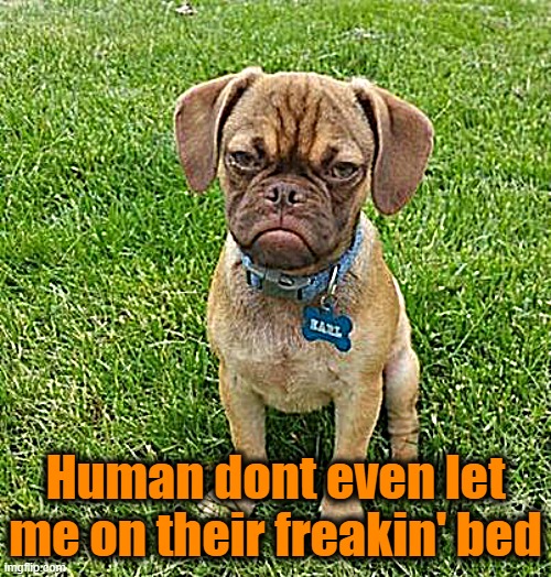 Grumpy Dog | Human dont even let me on their freakin' bed | image tagged in grumpy dog | made w/ Imgflip meme maker