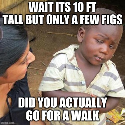 Third World Skeptical Kid Meme | WAIT ITS 10 FT TALL BUT ONLY A FEW FIGS; DID YOU ACTUALLY GO FOR A WALK | image tagged in memes,third world skeptical kid | made w/ Imgflip meme maker