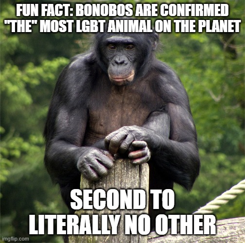 Not only that, But practically all of them are Pangender, Since they don't give the tiniest sh*% about genders xD even for thems | FUN FACT: BONOBOS ARE CONFIRMED "THE" MOST LGBT ANIMAL ON THE PLANET; SECOND TO LITERALLY NO OTHER | image tagged in lgbt,animals,bonobo lyfe,monke,real | made w/ Imgflip meme maker