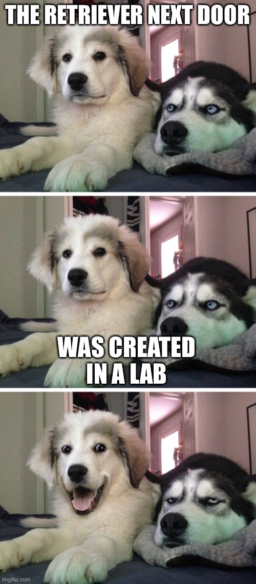 Bad pun dogs | THE RETRIEVER NEXT DOOR; WAS CREATED IN A LAB | image tagged in bad pun dogs,terrible puns,funny,dog memes,funny dog memes,memes | made w/ Imgflip meme maker