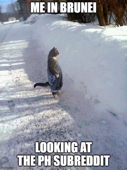 Cat standing in overalls | ME IN BRUNEI; LOOKING AT THE PH SUBREDDIT | image tagged in cat standing in overalls,Philippines | made w/ Imgflip meme maker