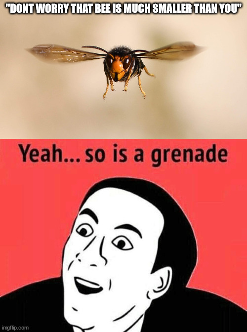 It went buzz...   D: | "DONT WORRY THAT BEE IS MUCH SMALLER THAN YOU" | image tagged in buzz,boom,bug | made w/ Imgflip meme maker