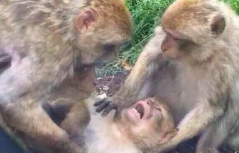High Quality dying-macaque Blank Meme Template