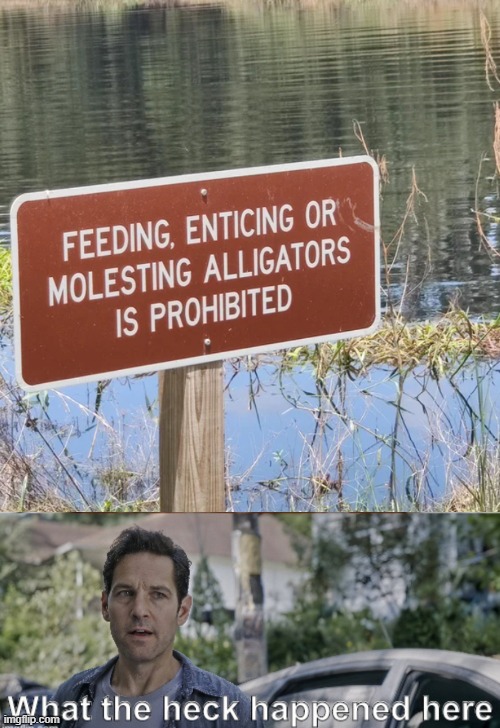 Floridaman has taken it too far | image tagged in antman what the heck happened here | made w/ Imgflip meme maker