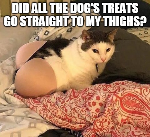 DID ALL THE DOG'S TREATS GO STRAIGHT TO MY THIGHS? | image tagged in memes,cat,cats,Catmemes | made w/ Imgflip meme maker