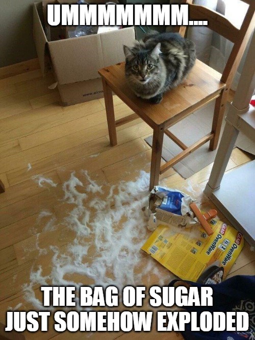 UMMMMMMM.... THE BAG OF SUGAR JUST SOMEHOW EXPLODED | image tagged in memes,cat,cats,Catmemes | made w/ Imgflip meme maker