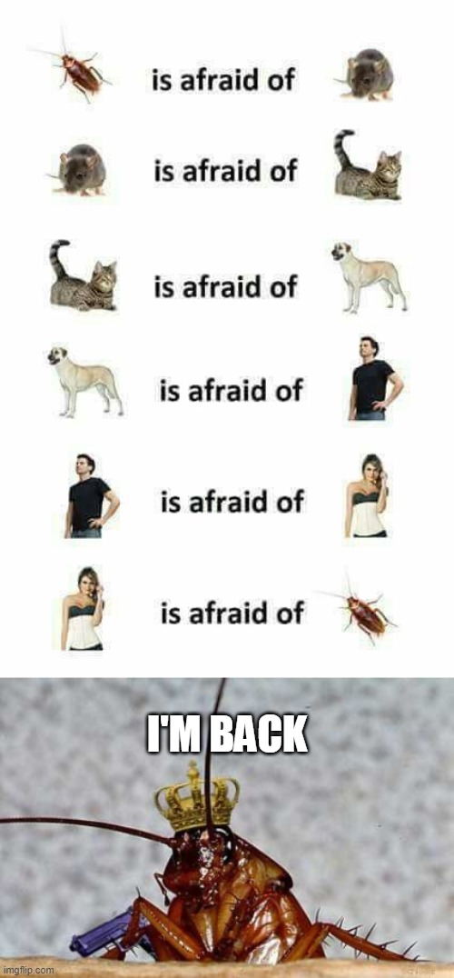 The cycle of fear | I'M BACK | image tagged in cockroach king,lol,i'm back | made w/ Imgflip meme maker