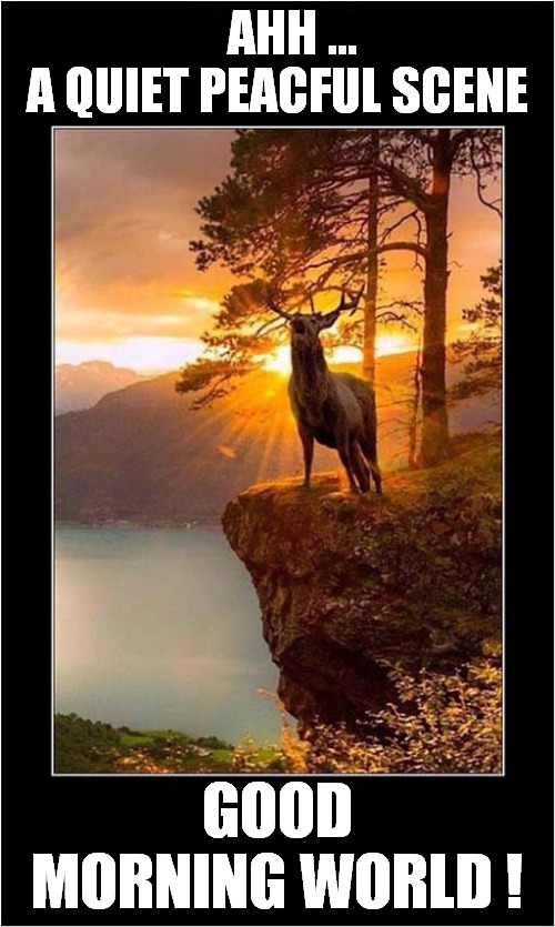 A Very Shouty Stag ! | AHH ... 
A QUIET PEACFUL SCENE; GOOD MORNING WORLD ! | image tagged in fun,stag,shouting,noise | made w/ Imgflip meme maker