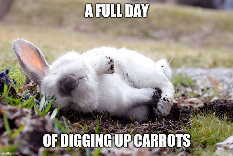 TIME FOR A BATH | A FULL DAY; OF DIGGING UP CARROTS | image tagged in bunny,rabbit,bunnies | made w/ Imgflip meme maker