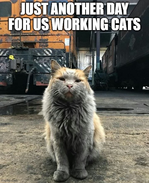 working cat | JUST ANOTHER DAY FOR US WORKING CATS | image tagged in caturday | made w/ Imgflip meme maker