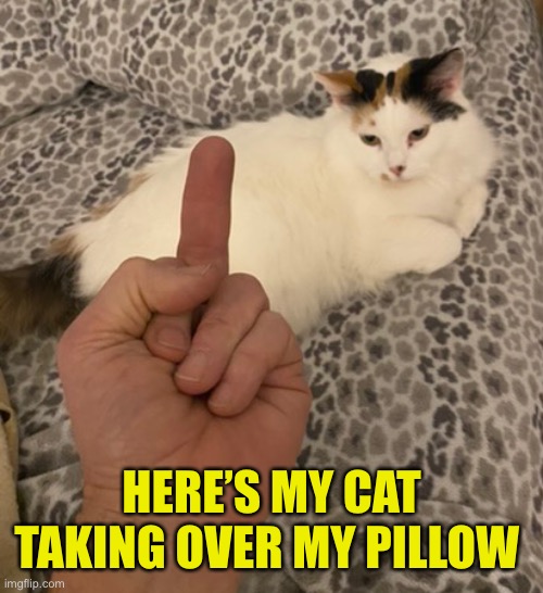 HERE’S MY CAT TAKING OVER MY PILLOW | made w/ Imgflip meme maker