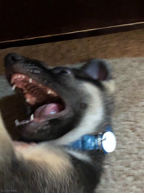 image tagged in e | made w/ Imgflip meme maker